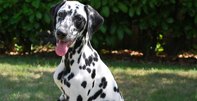 éducation canine pour chien