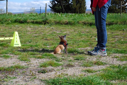 éducation petit chien