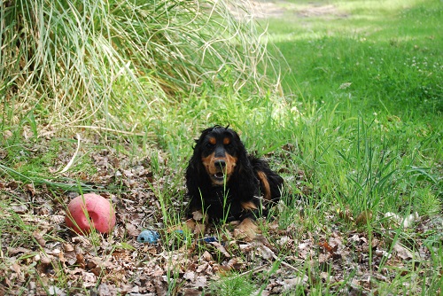 éduquer son chien