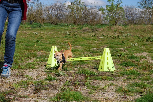 jeux education canine