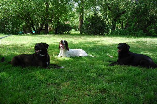 groupe chien éducation canine