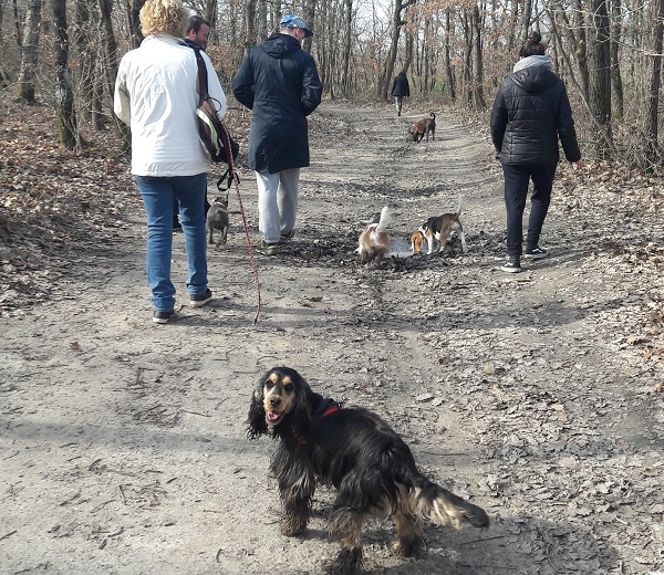 Promenade chien