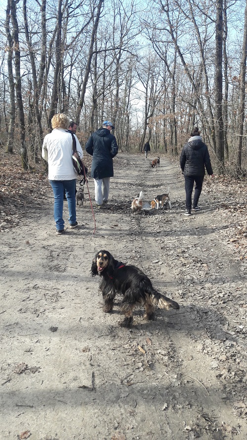 Promenade collective chien