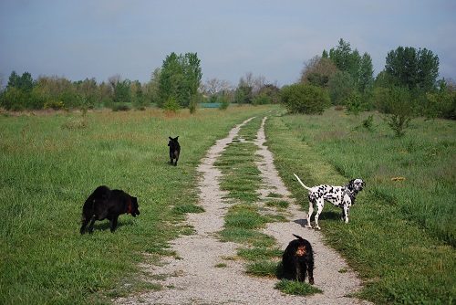 Promenade de chiens