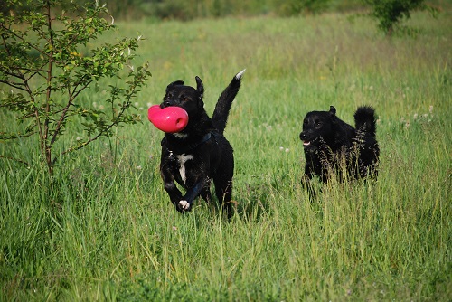 promenade éducative chiens